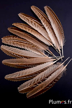 Faisan commun crantée - 14-18 cm - naturel